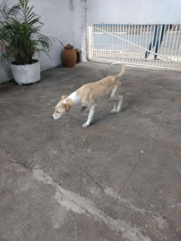 Cachorro ra a Vira Lata idade 2 a 6 meses nome Adote