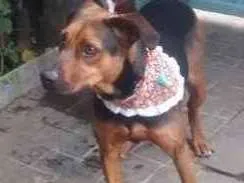 Cachorro raça  idade 3 anos nome Cléo