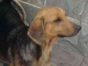 Cachorro raça  idade 1 ano nome Dieguito Pequeno