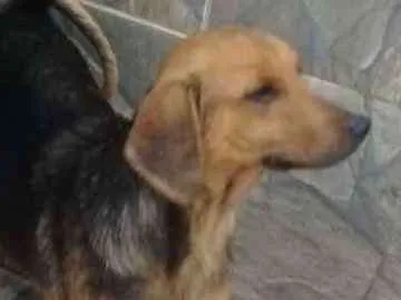 Cachorro raça  idade 1 ano nome Dieguito Pequeno