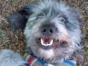 Cachorro raça  idade  nome Jimmy