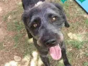Cachorro raça  idade 2 anos nome Muffin