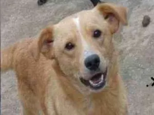 Cachorro raça  idade 3 anos nome Romeu Pequeno