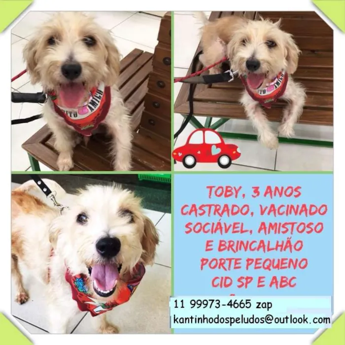 Cachorro raça  idade 3 anos nome Tobby Pequeno