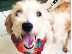 Cachorro raça  idade 3 anos nome Tobby Pequeno