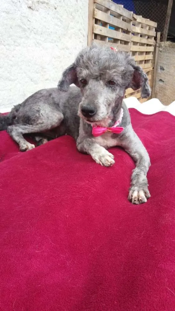 Cachorro ra a Poodle  idade 1 ano nome Sofia