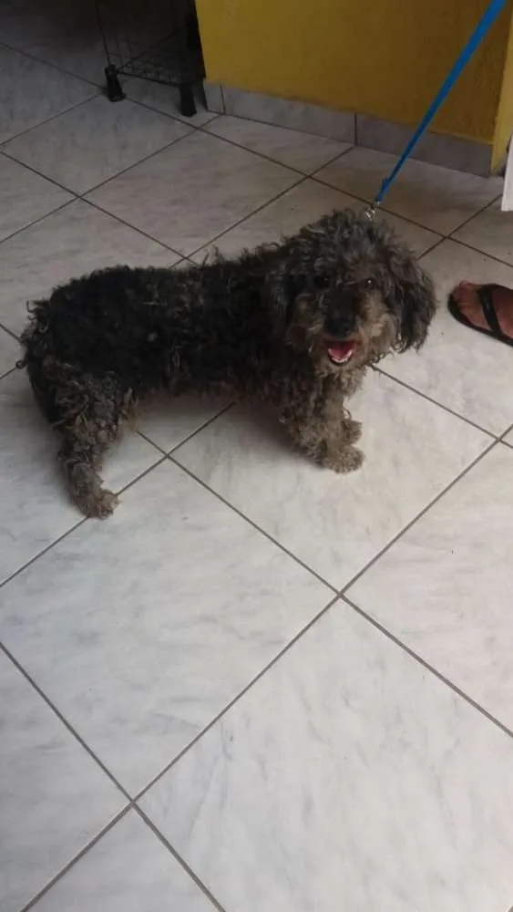 Cachorro ra a Poodle  idade 1 ano nome Sofia