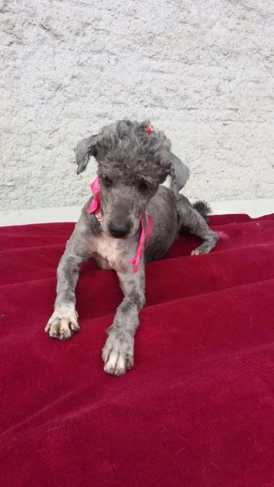 Cachorro ra a Poodle  idade 1 ano nome Sofia