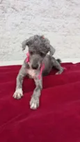 Sofia