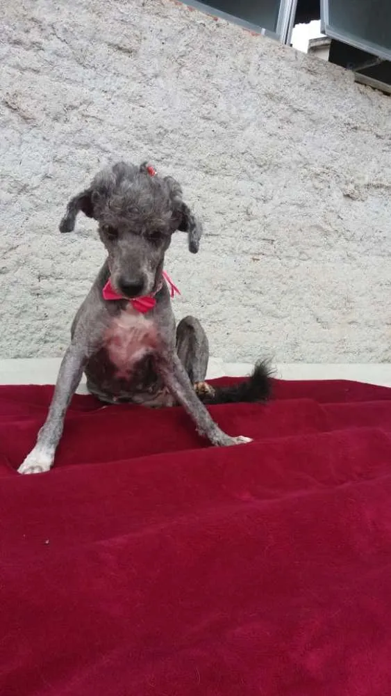 Cachorro ra a Poodle  idade 1 ano nome Sofia