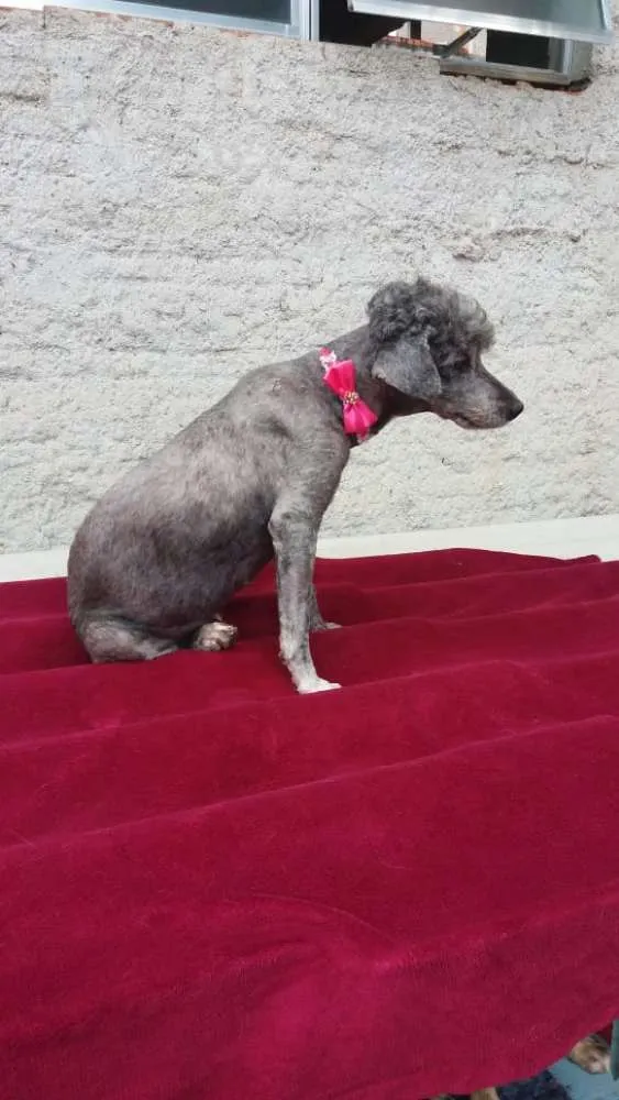 Cachorro ra a Poodle  idade 1 ano nome Sofia