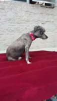 Sofia
