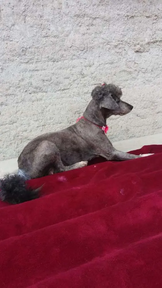 Cachorro ra a Poodle  idade 1 ano nome Sofia