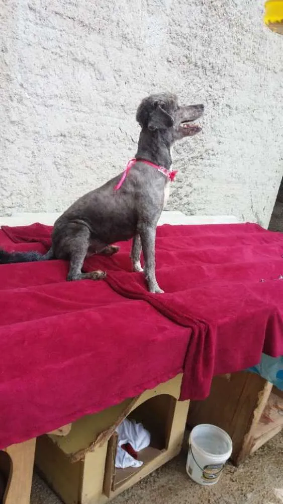 Cachorro ra a Poodle  idade 1 ano nome Sofia