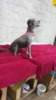 Sofia
