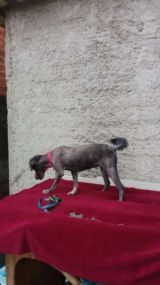 Cachorro ra a Poodle  idade 1 ano nome Sofia