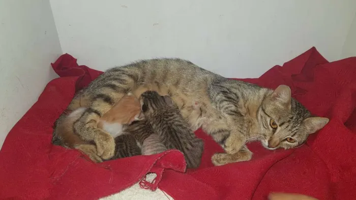 Gato ra a Não definido  idade Abaixo de 2 meses nome gatinhos e gatinhas 