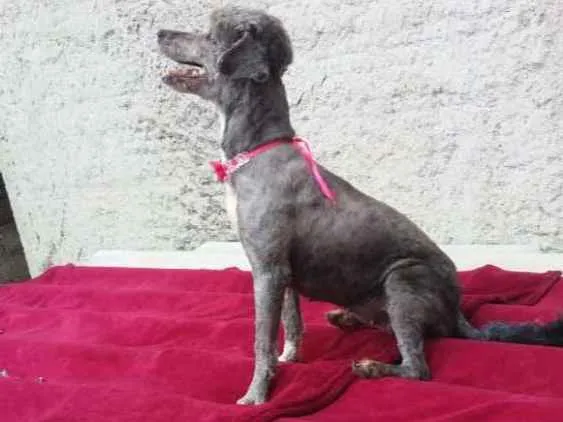 Cachorro ra a Poodle  idade 1 ano nome Sofia