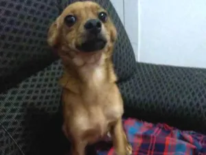 Cachorro raça Desconhecida idade 1 ano nome Kiara