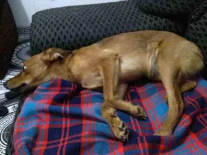 Cachorro raça Desconhecida idade 1 ano nome Kiara