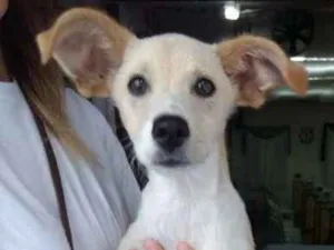 Cachorro raça Vira Lata idade 2 a 6 meses nome Adote