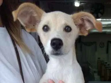 Cachorro ra a Vira Lata idade 2 a 6 meses nome Adote