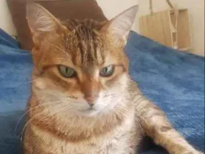 Gato raça europeu idade 6 ou mais anos nome Malik