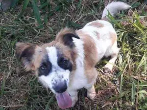 Cachorro raça Indefinida idade 1 ano nome Não saber