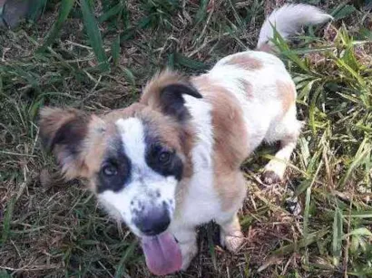 Cachorro raça Indefinida idade 1 ano nome Não saber