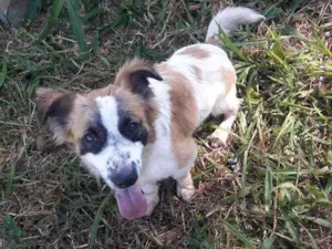Cachorro raça Indefinida idade 1 ano nome Não saber