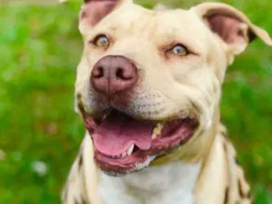 Cachorro raça Pit bull idade 3 anos nome Leona