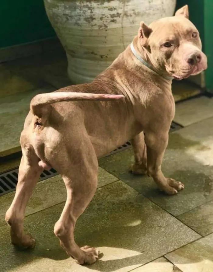 Gato ra a Pit bull idade 6 ou mais anos nome Shogun