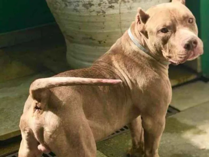Gato ra a Pit bull idade 6 ou mais anos nome Shogun