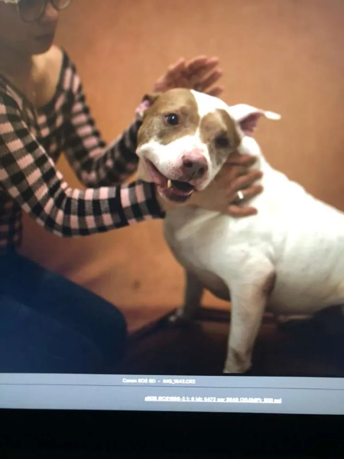 Cachorro ra a Pit bull idade 5 anos nome Vida