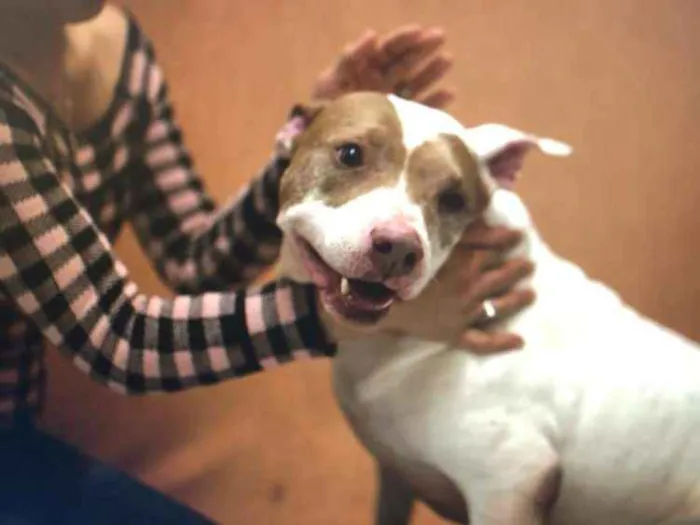 Cachorro ra a Pit bull idade 5 anos nome Vida