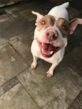 Vida