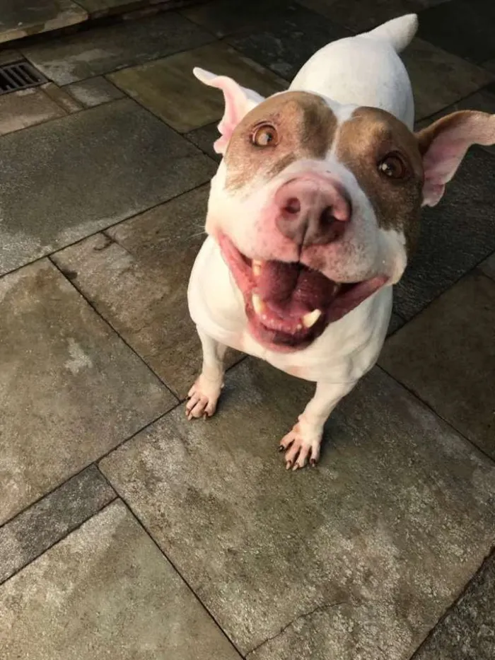 Cachorro ra a Pit bull idade 5 anos nome Vida