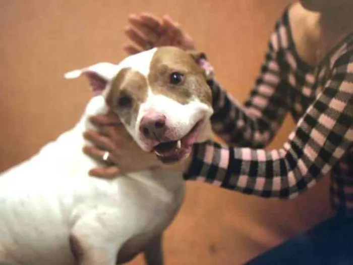 Cachorro ra a Pit bull idade 5 anos nome Vida