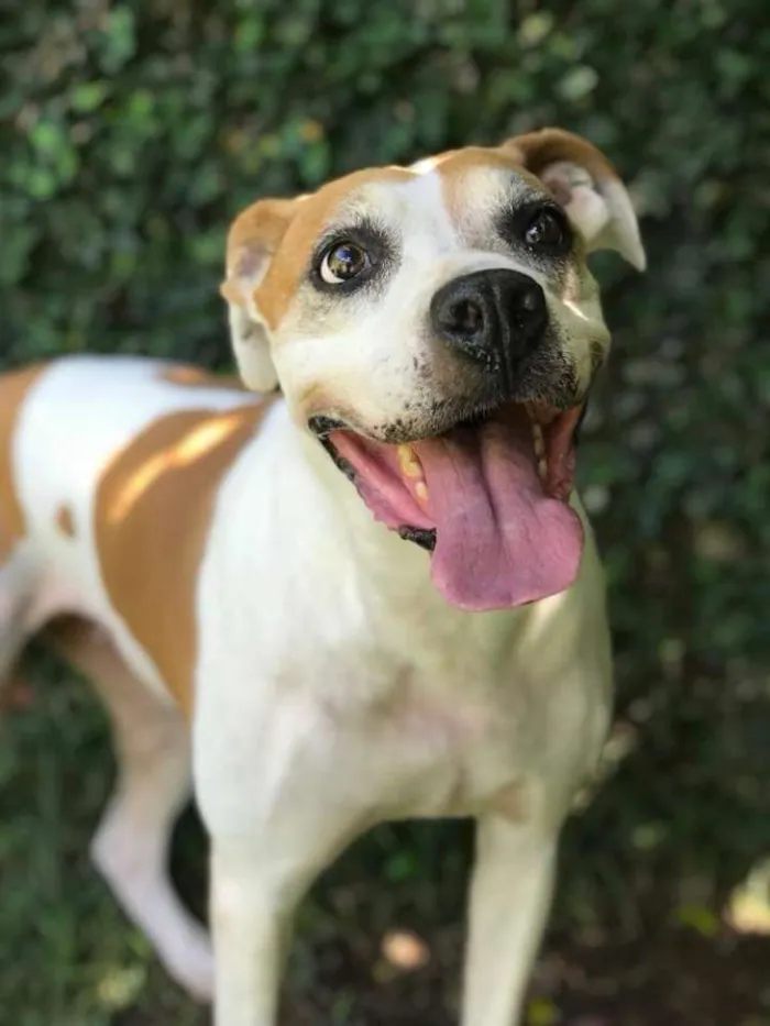 Cachorro ra a Mix de boxer idade 5 anos nome Sabrina