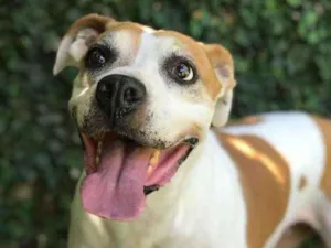 Cachorro raça Mix de boxer idade 5 anos nome Sabrina