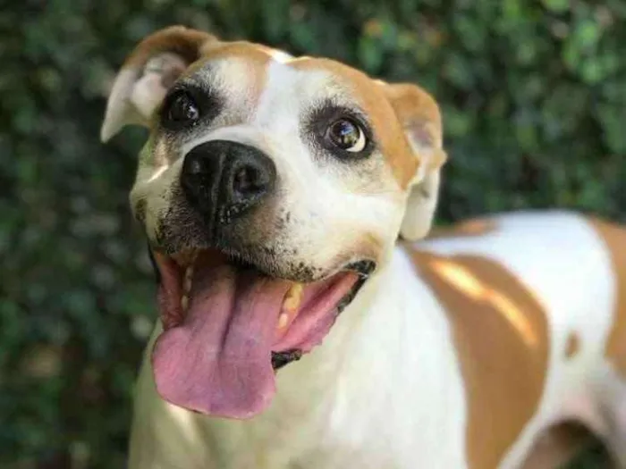 Cachorro ra a Mix de boxer idade 5 anos nome Sabrina