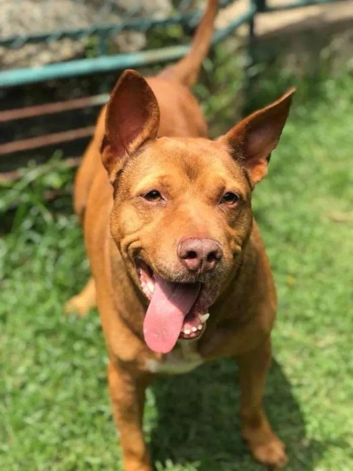 Cachorro raça Mix de Pit bull idade 5 anos nome Hulk