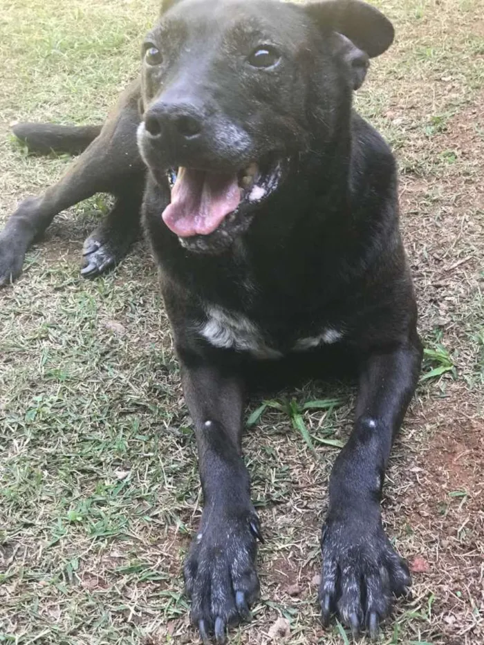 Cachorro ra a Srd idade 4 anos nome Onix