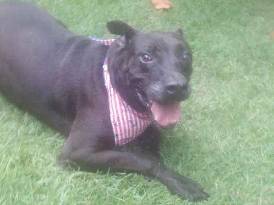 Cachorro ra a Srd idade 4 anos nome Onix
