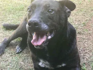 Cachorro raça Srd idade 4 anos nome Onix