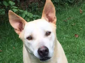 Cachorro raça Srd idade 4 anos nome Lalau