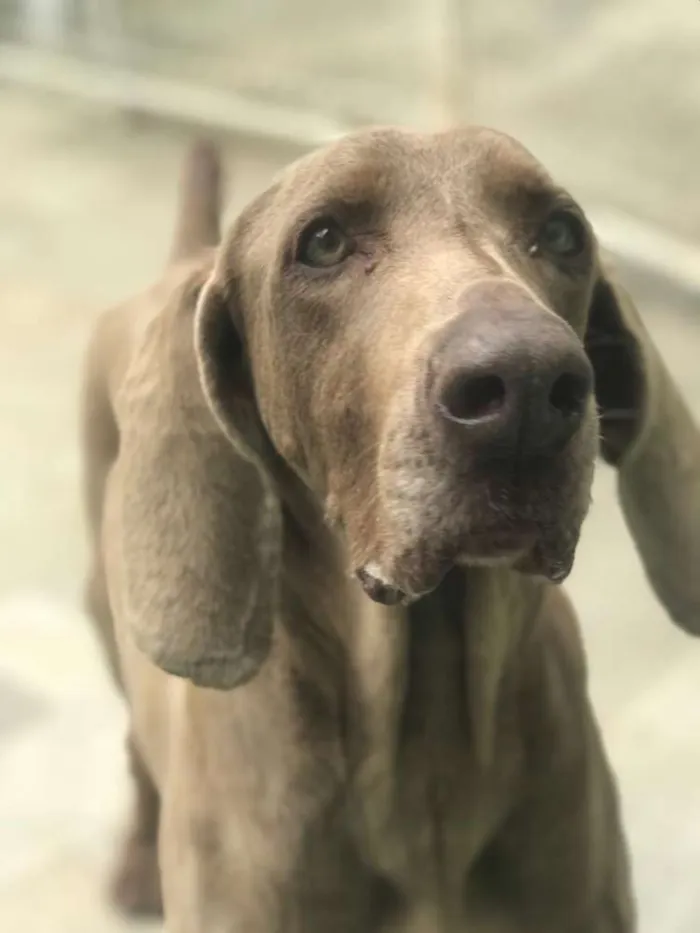 Cachorro ra a Weimaraner  idade 6 ou mais anos nome Hana