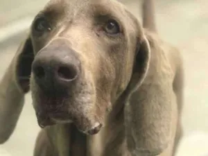 Cachorro raça Weimaraner  idade 6 ou mais anos nome Hana
