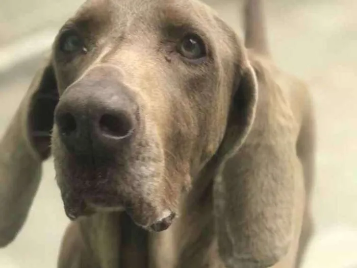 Cachorro ra a Weimaraner  idade 6 ou mais anos nome Hana