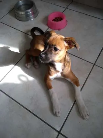 Cachorro ra a Boxer com Border Collie idade 2 a 6 meses nome LUNA